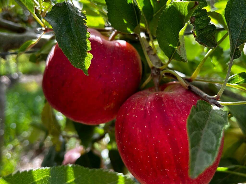 @Lenswood Pick Your Own Apples in Autumn 2024 | What's on in Lenswood