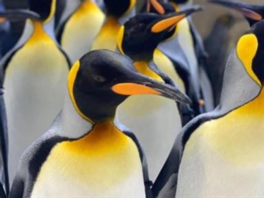 Melbourne's Sea Life Aquarium is closed to the public due to COVID-19, but they're live streaming pl