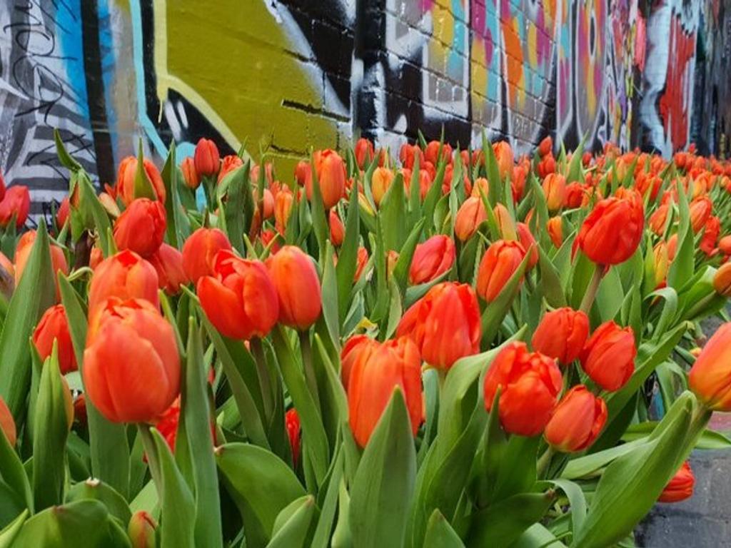 Living Tunnel of Change - Urban Blooms 2020 | Melbourne