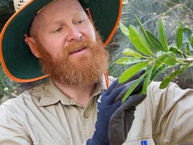 All volunteers are welcome to attend monthly bushcare in a small patch of bushland in Seven Hills.  Although it is only ...