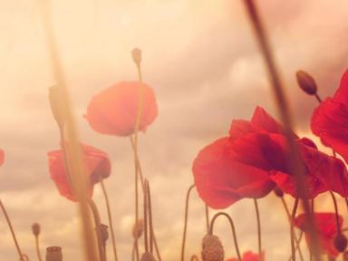 Make your own poppy brooch or badge just in time to wear on Remembrance Day. Ideal for people of all ages....