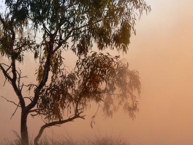 There are few Aboriginal icons in White Australia history.Trackers live in the collective memory as one of the few examp...