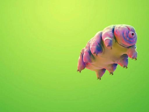 Microscopic. Indestructible.Tardigrades… perhaps you've heard of them? Small but mighty, they have withstood multiple ex...
