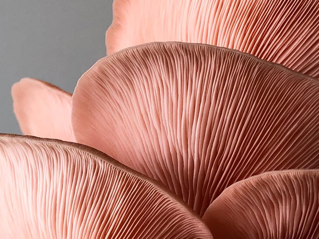 Mushroom Growing Masterclass 2020 | Fortitude Valley