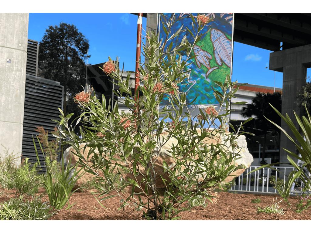 Naidoc Plant Installation 2025 | What's on in Darling Harbour