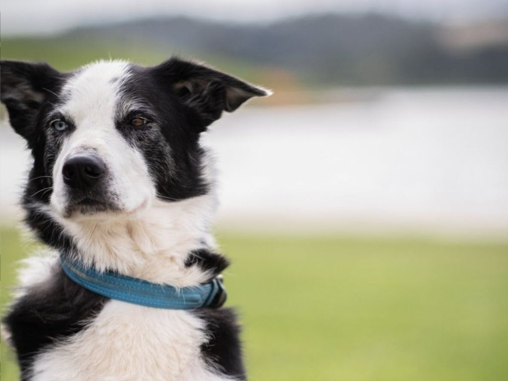 National Sheep Dog Trial Championships 2022 | What's on in Canberra