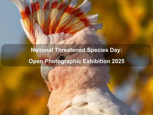 After a wonderfully successful event in 2023 and 2024, Gungahlin Arts and Wildbark are delighted to present the National Threatened Species Day Open Photographic Exhibition again in 2025 After a wonderfully successful event in 2023 and 2024, Gungahlin Arts and Wildbark are delighted to present the National Threatened Species Day Open Photographic Exhibition again in 2025