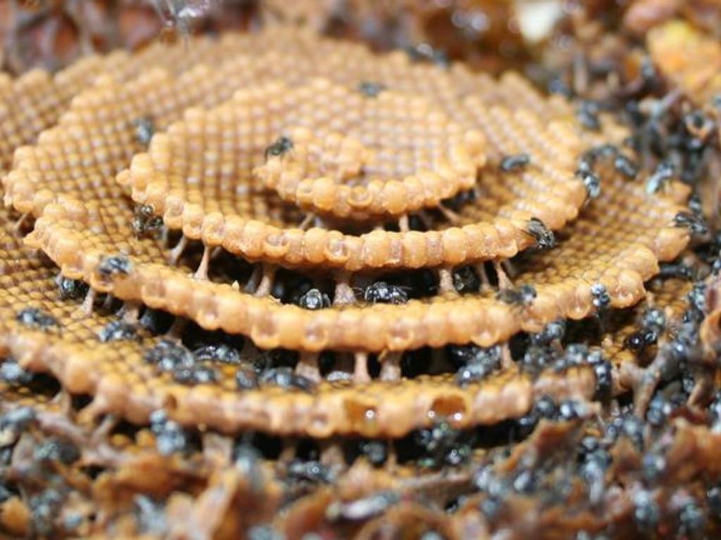 Native beekeeping: Half-day workshop 2021 | What's on in Glebe