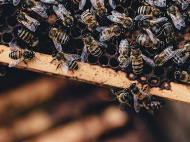 This six-hour- hands-on workshop will give you a window into the fascinating world of natural backyard beekeeping- focus...