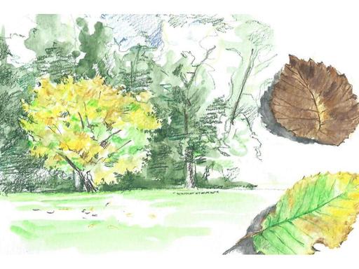 If you have always wanted to sketch in nature, either to keep a nature journal or make sketches of trees and flowers you... If you have always wanted to sketch in nature, either to keep a nature journal or make sketches of trees and flowers you...