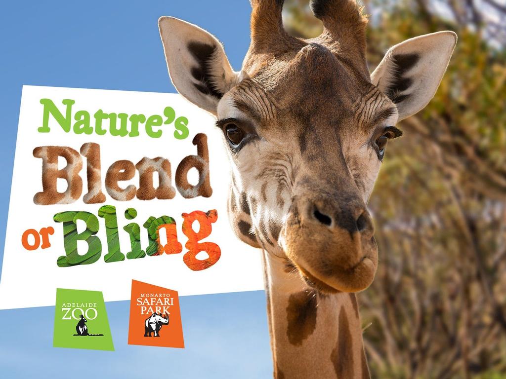 Nature's Blend Or Bling 2020 | Adelaide
