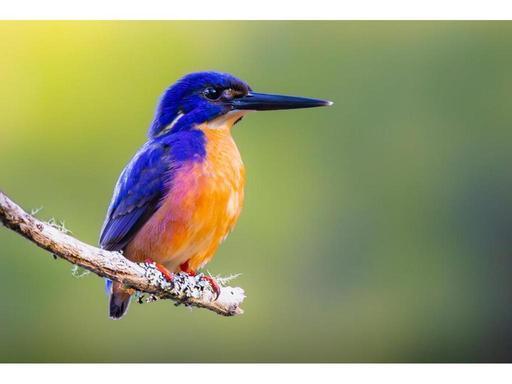 There is growing urgency to protect what's left of our ecosystems and biodiversity. How do we cut through, inspire and c...