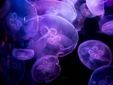 Night Creatures At Sea Life Sydney Aquarium 2022