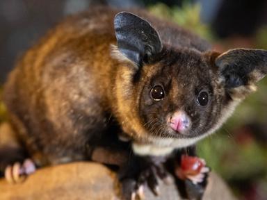 Unveil the secrets of the night and embark on an adventure through WILD LIFE Sydney Zoo's nocturnal zone - in the day. D...