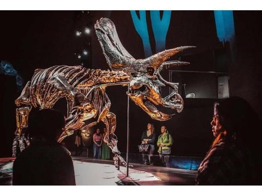Step into a world of wonder at Nocturnal, an after-hours Melbourne Museum experience just for adults.On the second Thurs...