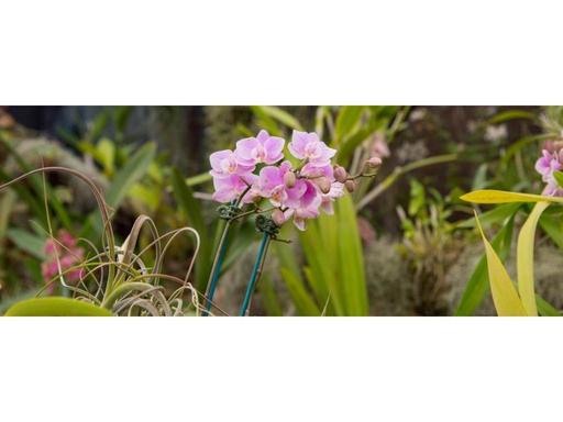 There will be a beautiful display of many types of orchids.  Show proceeds will be used to support our chosen charity. T...