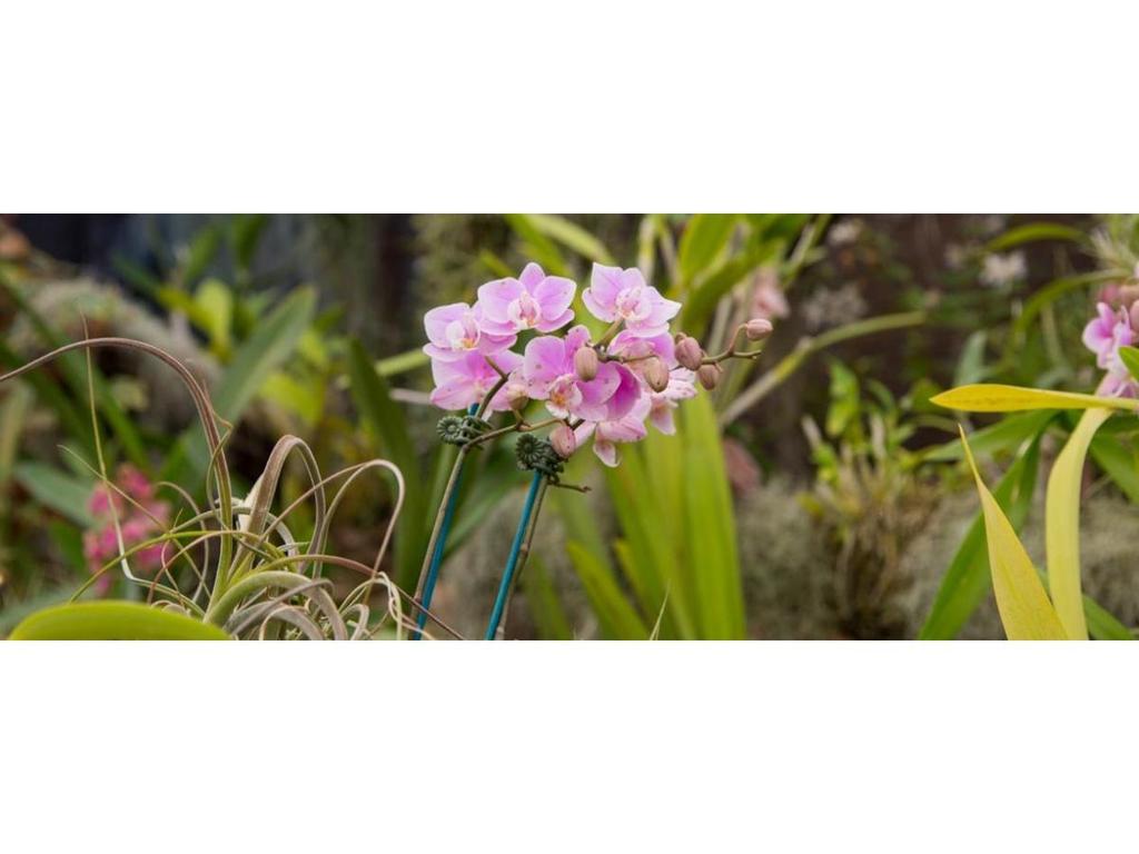 North Moreton Qld Orchid Council - Charity Orchid Spectacular 2024 | What's on in Toowong