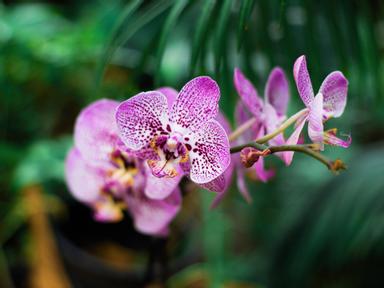 The Litchfield Orchid Club presents the NT Orchid Spectacular 2021, the largest Orchid show in Northern Australia.