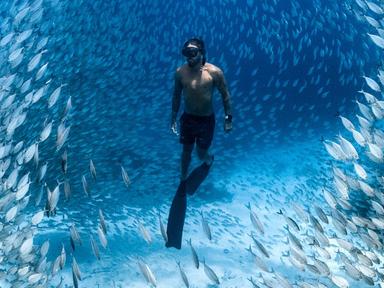 Designed to mesmerise and enthral, the Ocean Film Festival World Tour showcases a three-hour celebration of our oceans c...