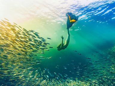 Explore the awe-inspiring beauty and fragility of our oceans through the Ocean Photographer of the Year exhibition, retu...