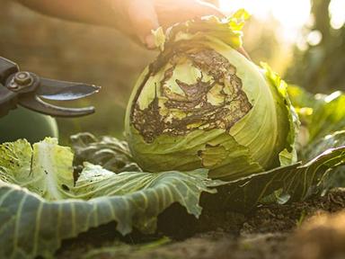 Join Grow it Local for an engaging workshop with permaculture trailblazer and specialist Morag Gamble. In this free, liv...