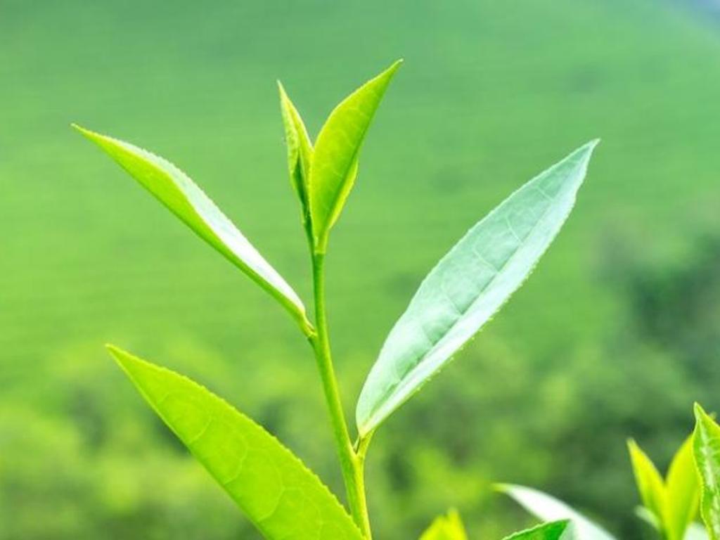 ONLINE: How to grow a tea garden for health & wellbeing 2022 | Brisbane