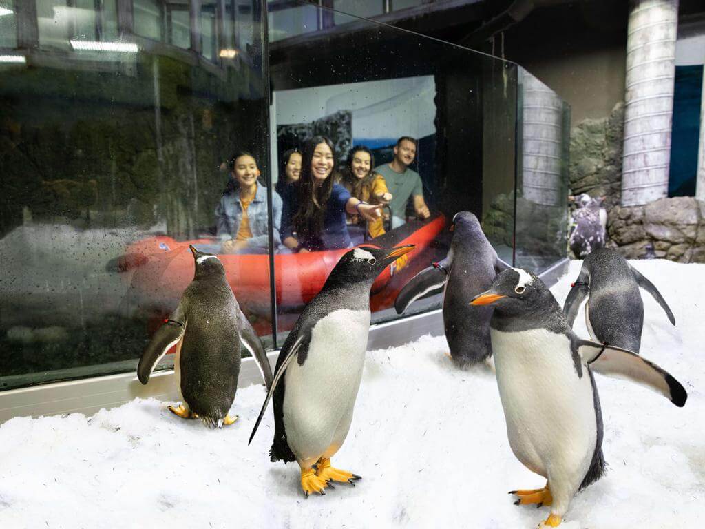 Penguin Expedition Boat Ride 2022 | Darling Harbour