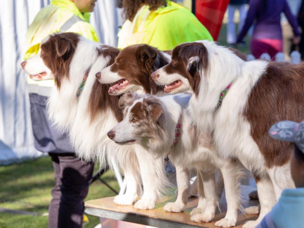 Pet Festival, Chatswood West | Chatswood West