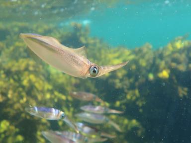 Join us to learn how the High Seas Treaty can help save our oceans.After 10 years of negotiation, United Nations members...