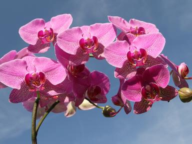 The Queensland Council of Garden Clubs invites you to enjoy a vibrant Plant and Flower Fair at the Auditorium, Brisbane Botanic Gardens Mt Coot-tha. This...