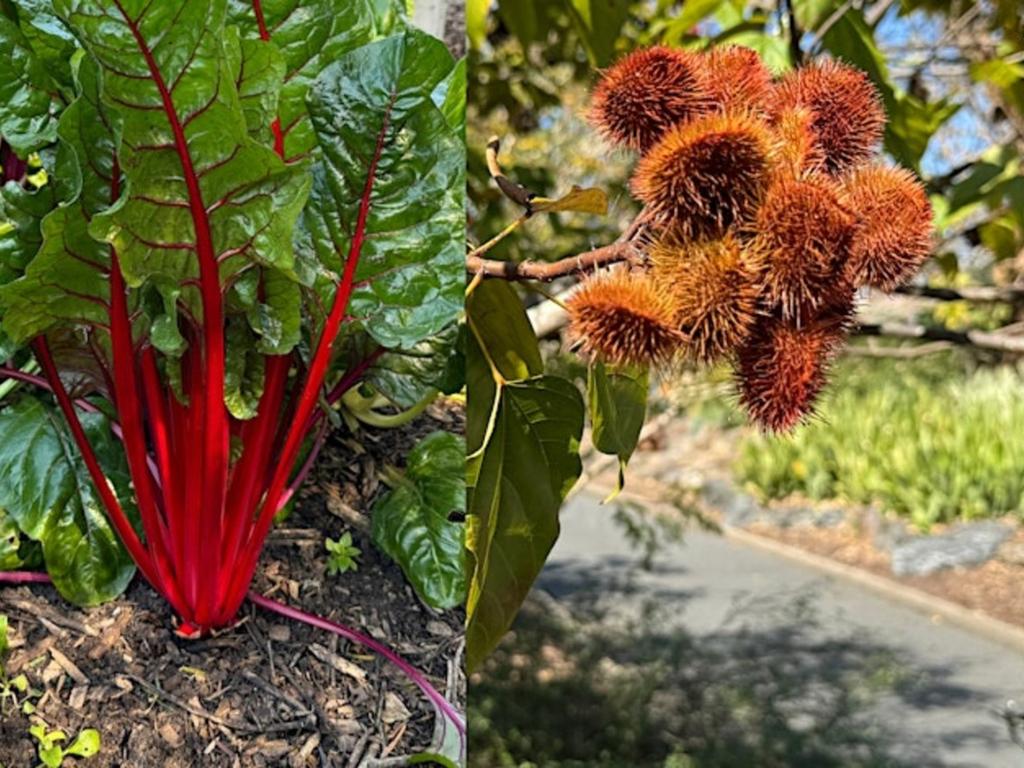 Plants, flavours and food 2026 | What's on in Brisbane City