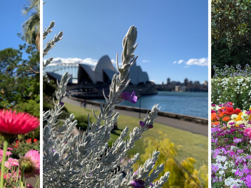 Private buggy tour of the Royal Botanic Garden Sydney 2020 | Sydney