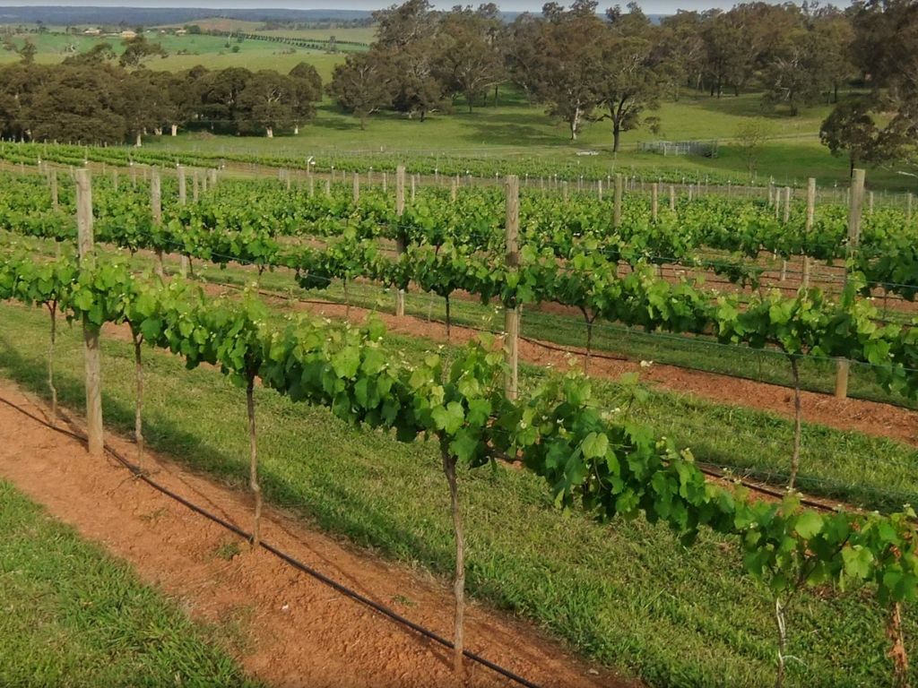 Razorback Ridge Wines 2021 | Menangle Park