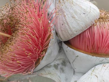 Recovery is the 8th annual photographic exhibition by the Friends of the Australian National Botanic Gardens Photographi...