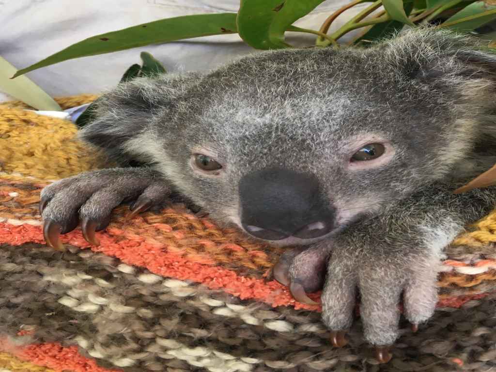 Rotary Charity Golf for Koalas 2022 | Coolangatta