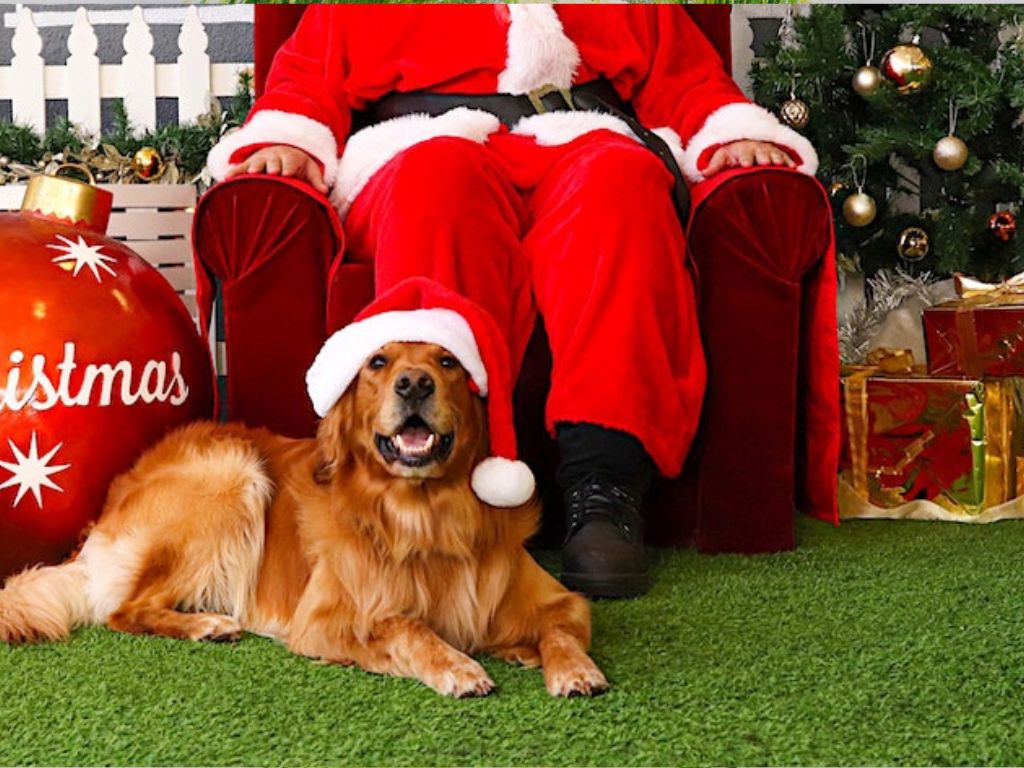 Santa Paws Pet Photography 2022 | What's on in Perth