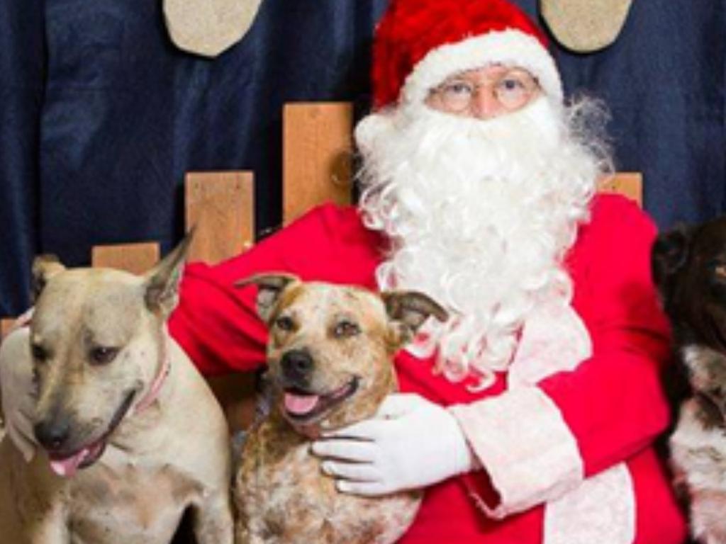 Santa Paws​ Pet Photos 2021 | What's on in Sydney