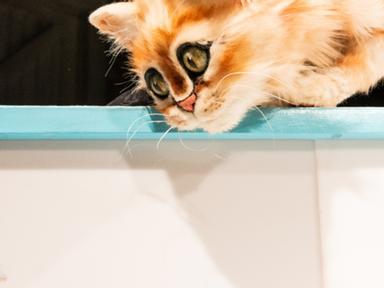 A feisty feline fantasia by the Helpmann Award®-winning Terrapin Puppet Theatre.Scaredy Cat comes from a long line of fi...