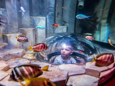 Discover thousands of aquatic animals in four enchanting worlds at the award-winning Sea Life Melbourne Aquarium. As you...