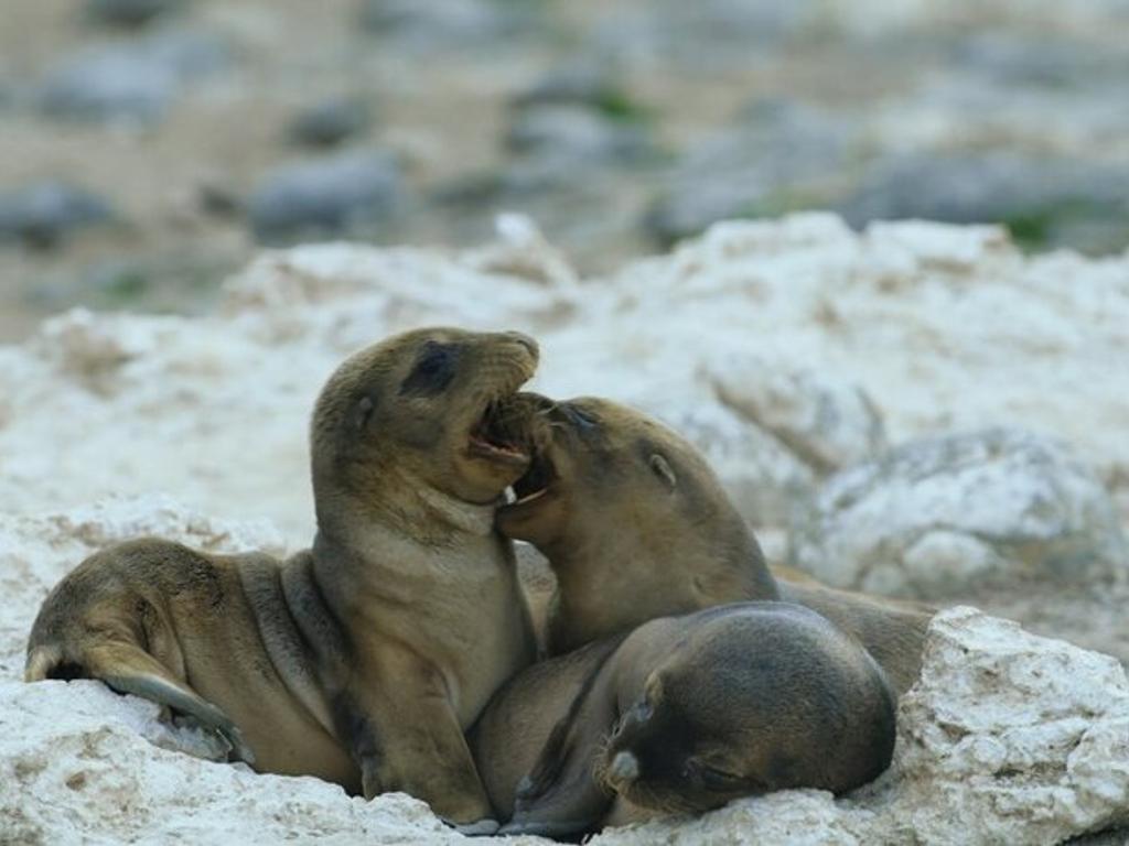 Sea Lions: Life by a Whisker 3D 2020 | Carlton