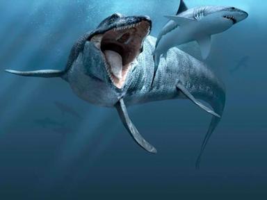 Discover historical marine predators with an exhibition