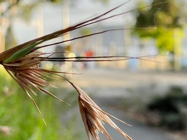 Join Mapping Edges to learn about saving seeds in preparation for seed balls making in spring.You will learn how to save...