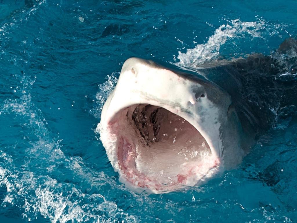 Shark Arm Case 2025 | What's on in Sydney Shark Arm Case 2025 | What's on in Sydney
