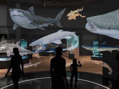 Submerge yourself in the world of sharks.In this immersive blockbuster exhibition created by Australian Museum experts, ...
