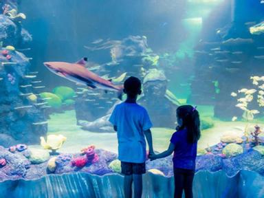 Celebrate a summer of sharks at SEA LIFE Sydney Aquarium