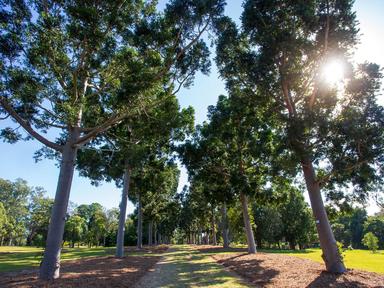 Sherwood Arboretum, established in 1925, is Brisbane's only botanic garden dedicated exclusively to growing Australian native trees. The Arboretum holds scientific and cultural values with...