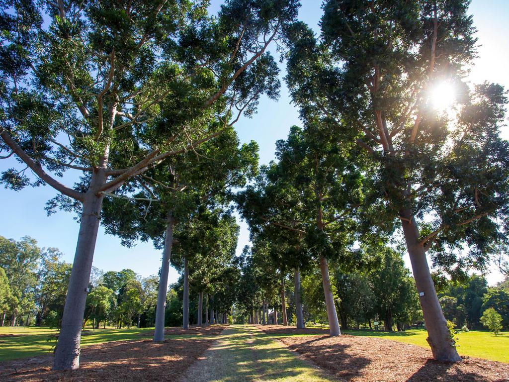 Sherwood Arboretum guided walk 2026 | What's on in Brisbane City