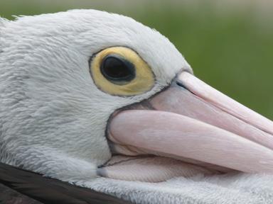 Get ready for an exhilarating short and sweet birdwatching morning tour of discovery as we explore some of Sydney's enda... Get ready for an exhilarating short and sweet birdwatching morning tour of discovery as we explore some of Sydney's enda...