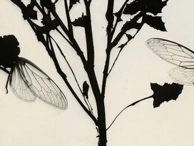 Silver traces is an exhibition of cameraless images inspired by 19th century photography- science and botanical artists....