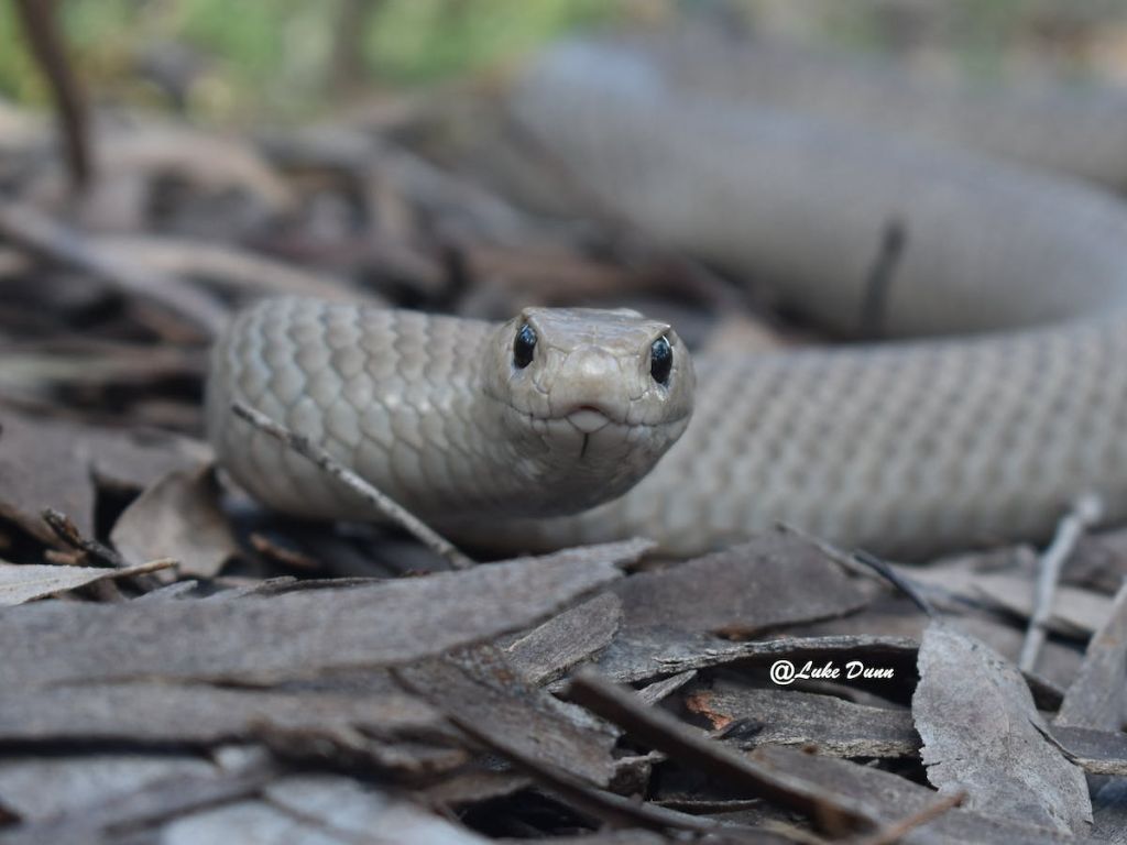 Snakes Alive! 2023 | What's on in Canberra